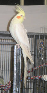 fallowhen_12_07_06_3_1.jpg