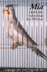 male_fallow_03_03.jpg