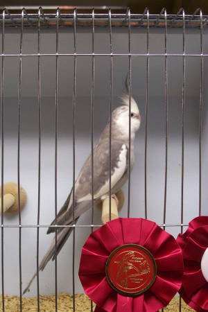 wf_silver_64s.jpg