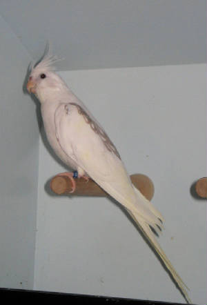 wfcinnpearlpiedhen_2_1.jpg